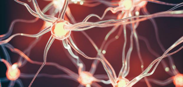 Braine synapse